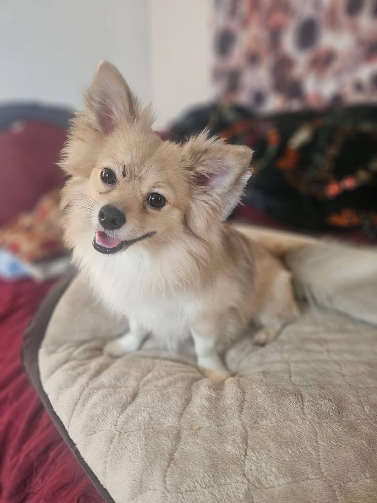 Caramello, ADOPTABLE, Young Male Pomeranian.