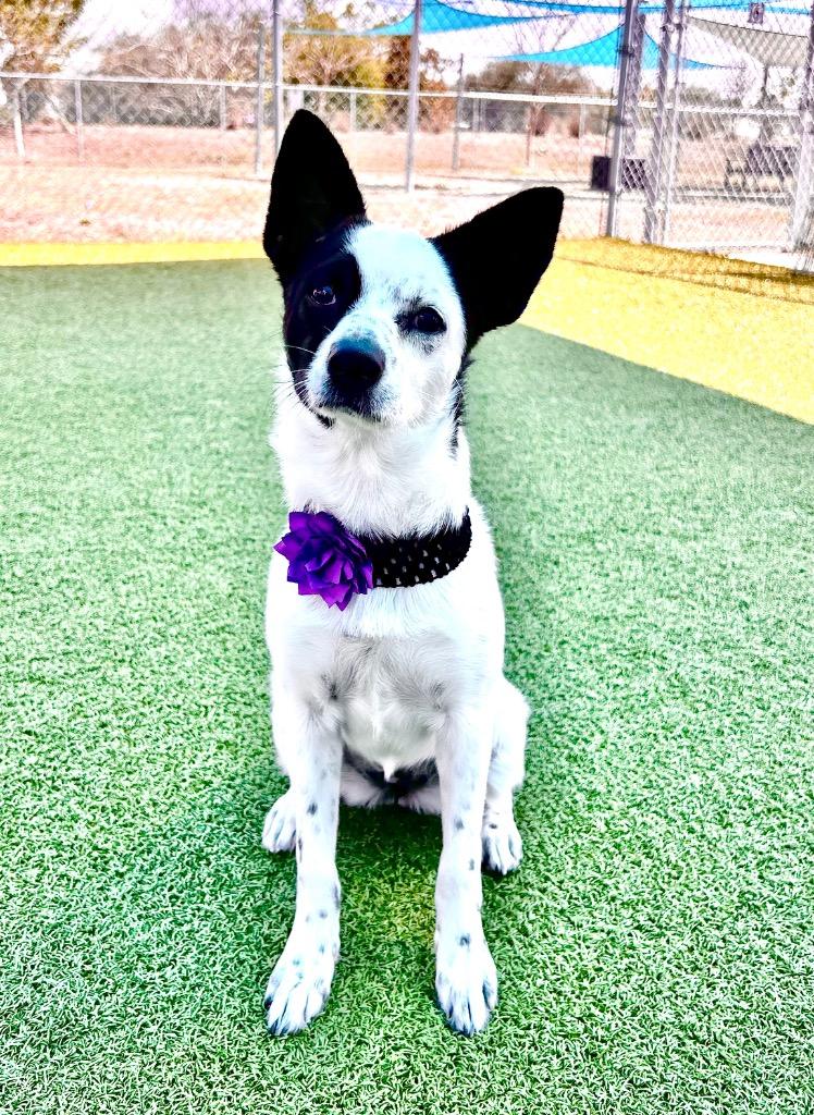 Ara (Leona), Adoptable, Puppy Female Chihuahua & Yorkshire Terrier.