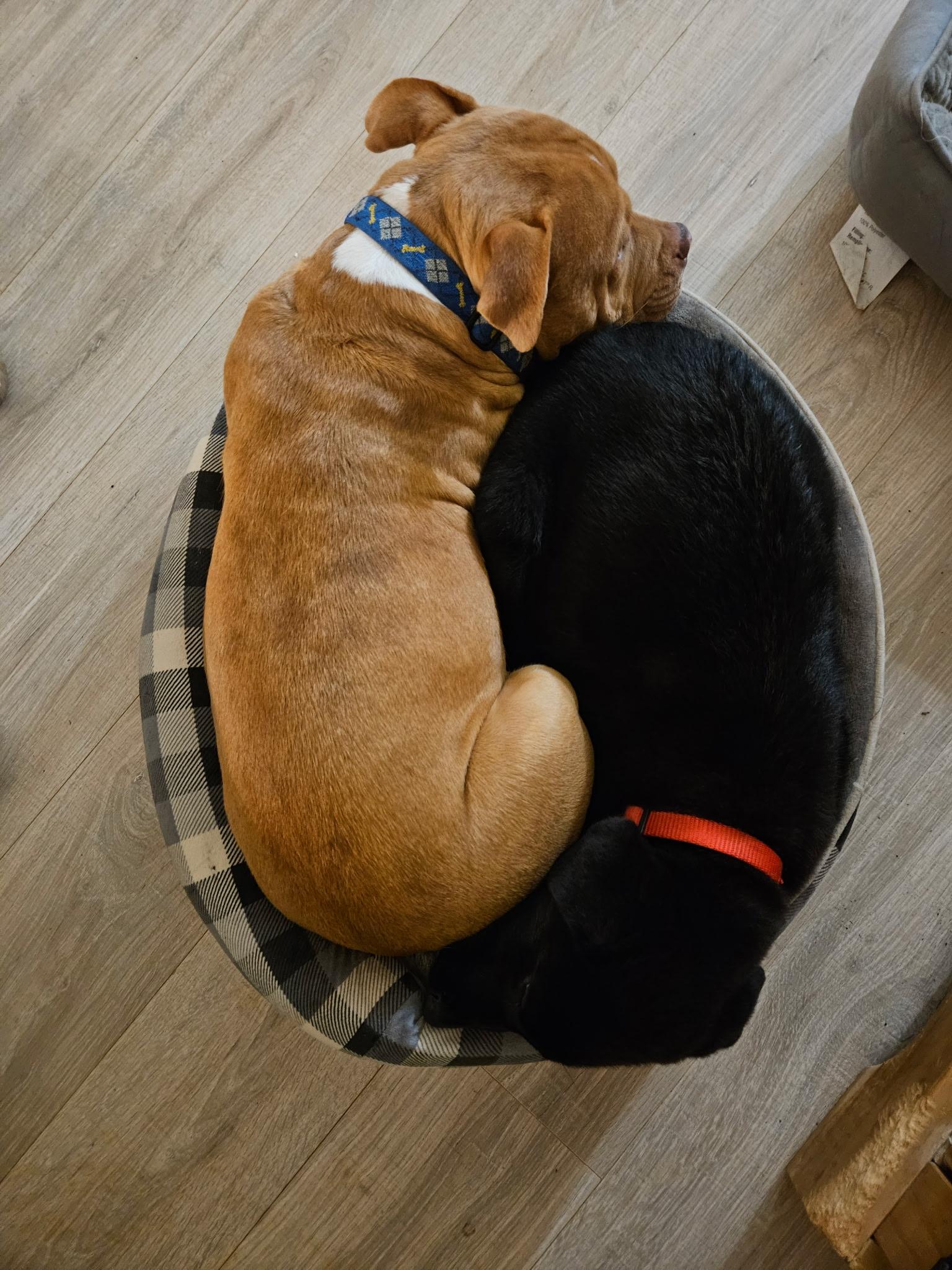 Enlarge Biku, a ADOPTABLE mixed breed in Denver, NC image 2/6