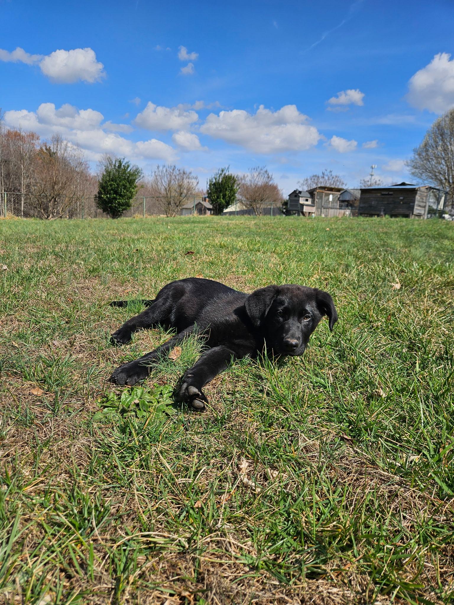 Enlarge Biku, a ADOPTABLE mixed breed in Denver, NC image 5/6