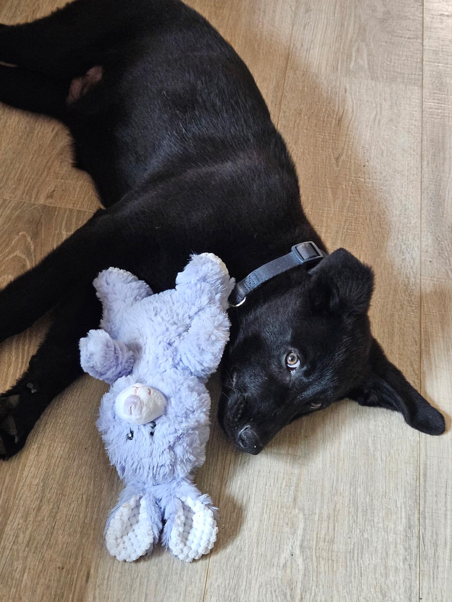 Enlarge Biku, a ADOPTABLE mixed breed in Denver, NC image 3/6