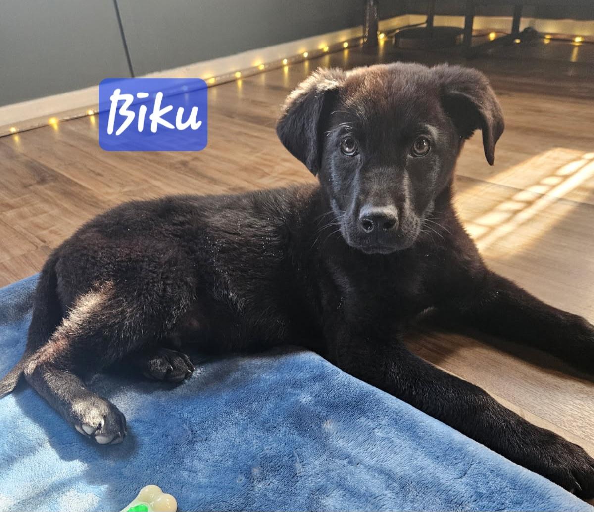 Enlarge Biku, a ADOPTABLE mixed breed in Denver, NC image 6/6