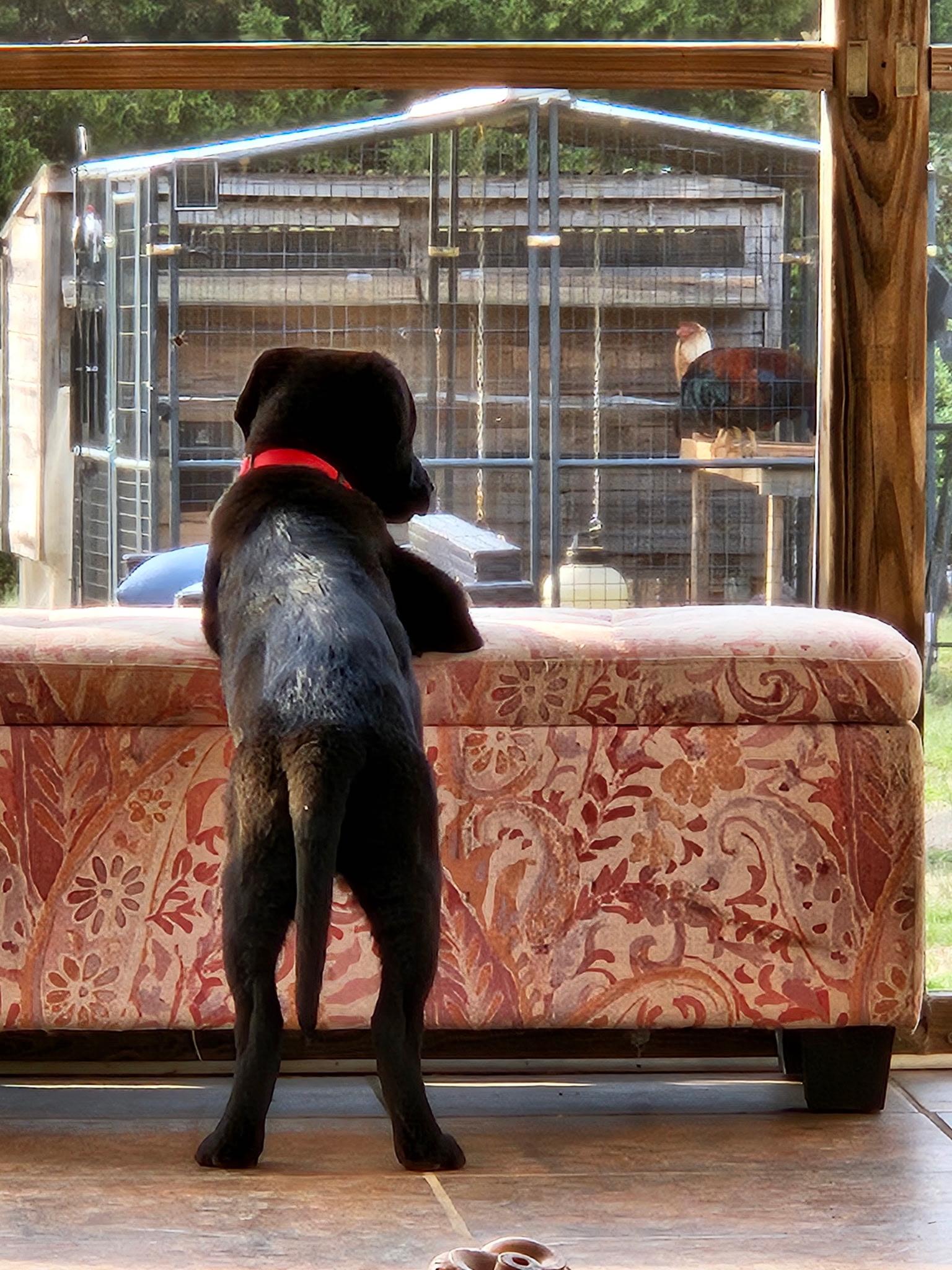 Enlarge Biku, a ADOPTABLE mixed breed in Denver, NC image 4/6