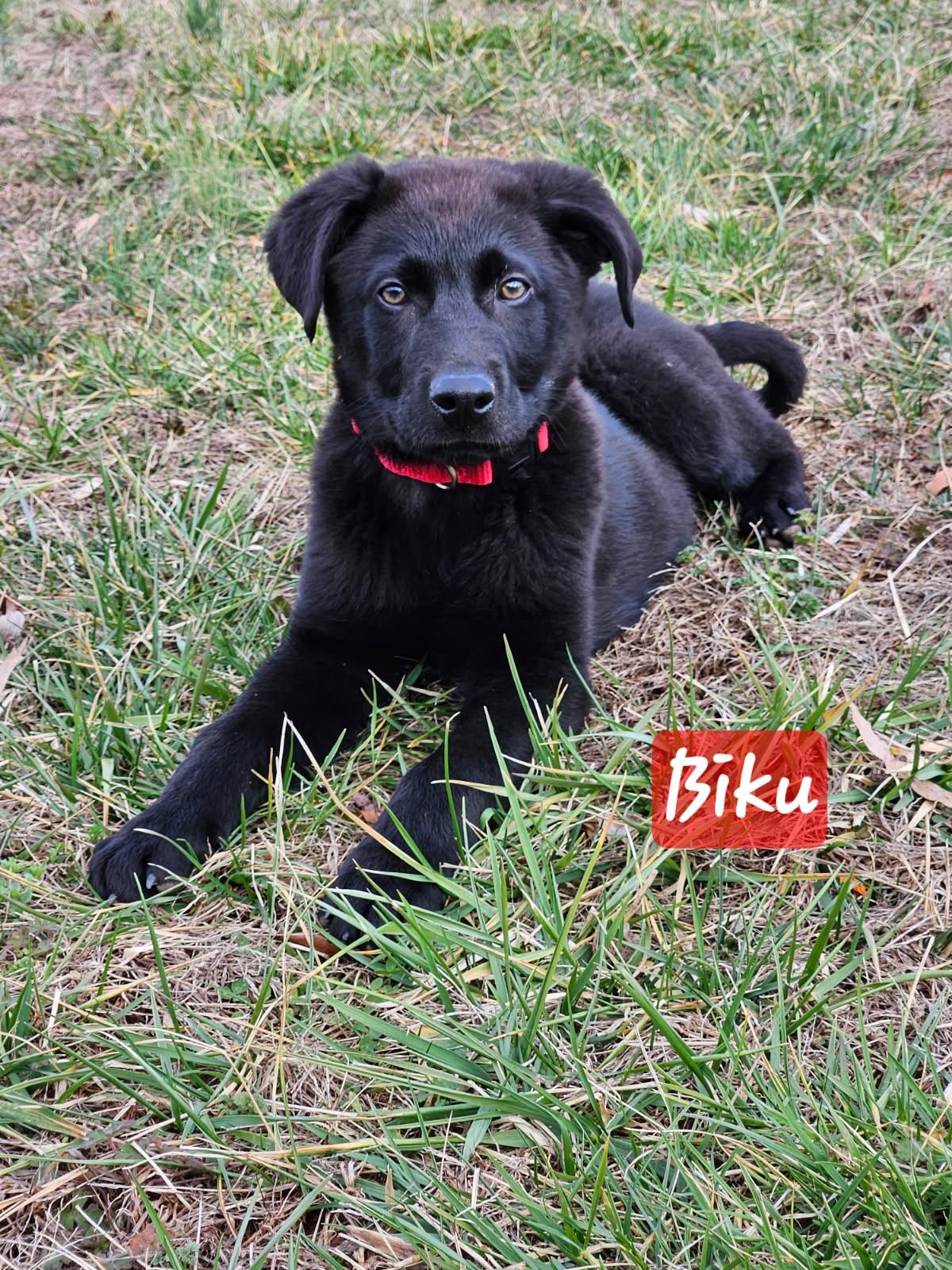 Biku, ADOPTABLE, Puppy Male German Shepherd Dog.