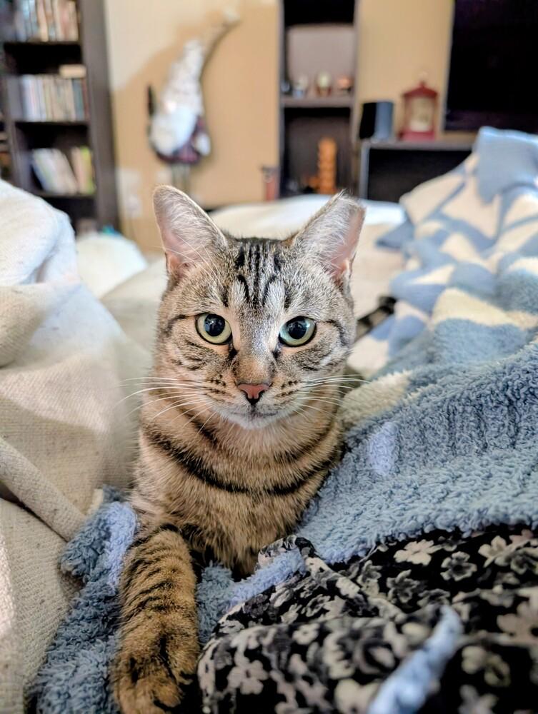 Asteria, Adoptable, Adult Female Domestic Short Hair.