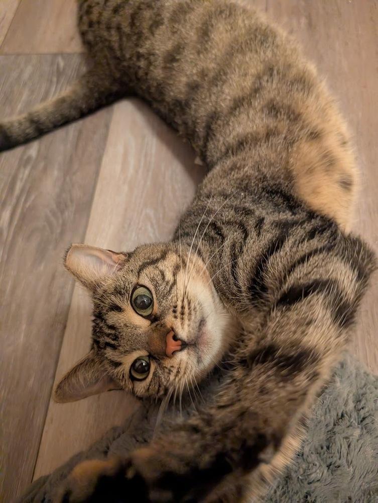 Enlarge Asteria, a Adoptable Domestic Short Hair in Orlando, FL image 2/6