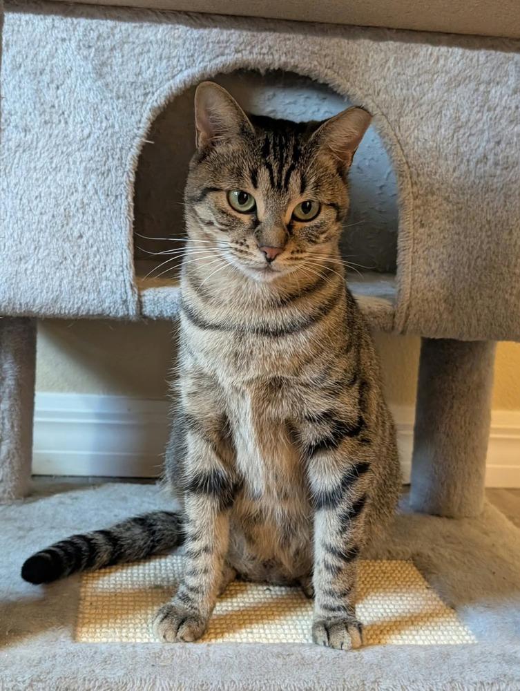 Enlarge Asteria, a Adoptable Domestic Short Hair in Orlando, FL image 3/6