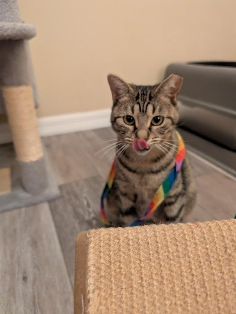 Enlarge Asteria, a Adoptable Domestic Short Hair in Orlando, FL image 4/6