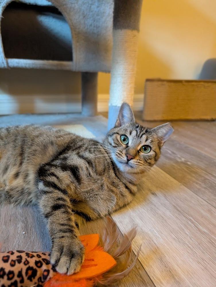 Enlarge Asteria, a Adoptable Domestic Short Hair in Orlando, FL image 5/6