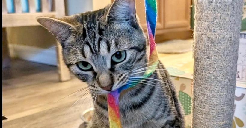 Enlarge Asteria, a Adoptable Domestic Short Hair in Orlando, FL image 6/6