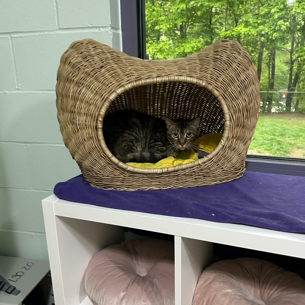 Enlarge Hurricane, a Adoptable Domestic Short Hair in Pittsburgh, PA image 1/5