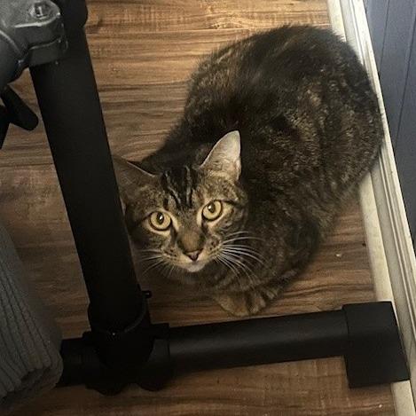 Enlarge Hurricane, a Adoptable Domestic Short Hair in Pittsburgh, PA image 2/5