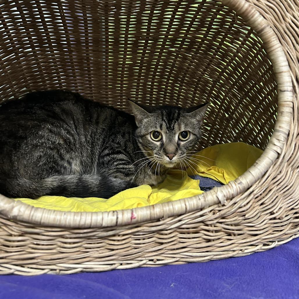 Enlarge Hurricane, a Adoptable Domestic Short Hair in Pittsburgh, PA image 3/5