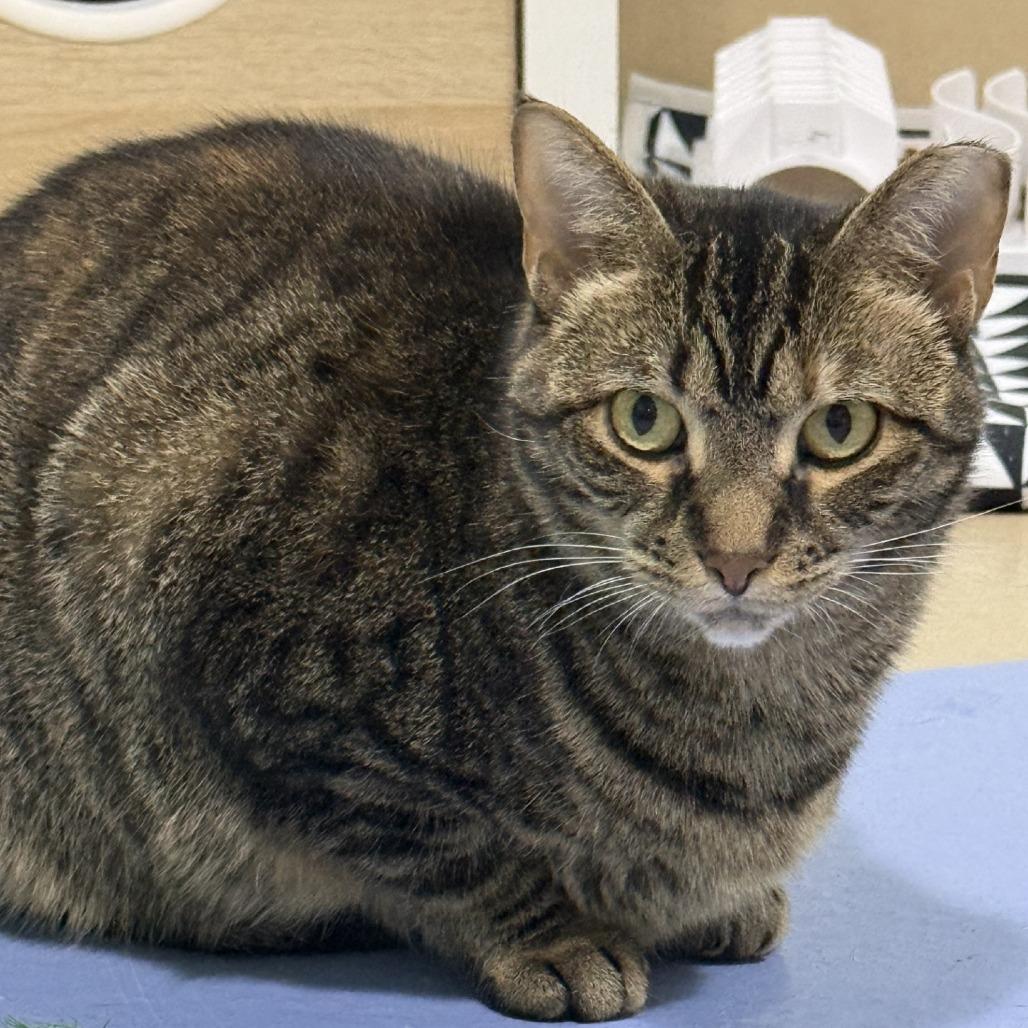 Enlarge Hurricane, a Adoptable Domestic Short Hair in Pittsburgh, PA image 4/5