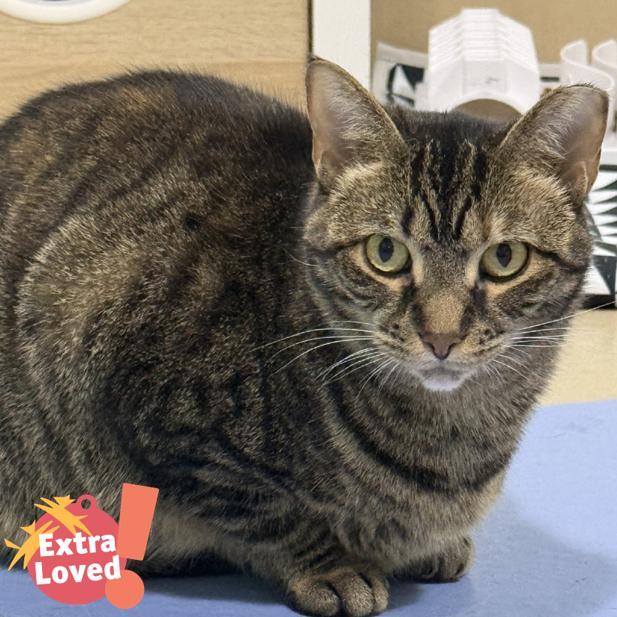 Enlarge Hurricane, a Adoptable Domestic Short Hair in Pittsburgh, PA image 5/5