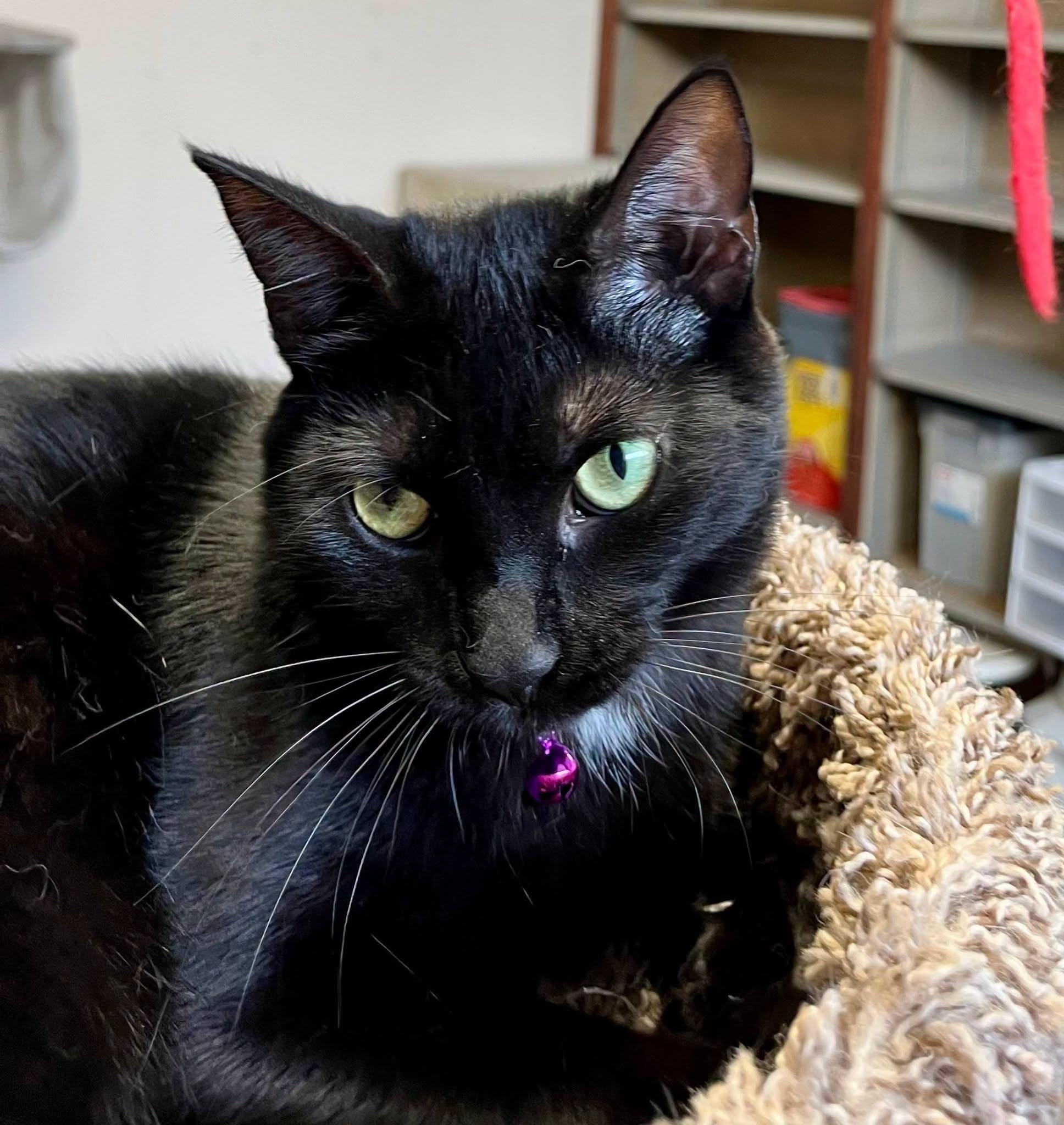 kisses, Adoptable, Young Female Domestic Short Hair.