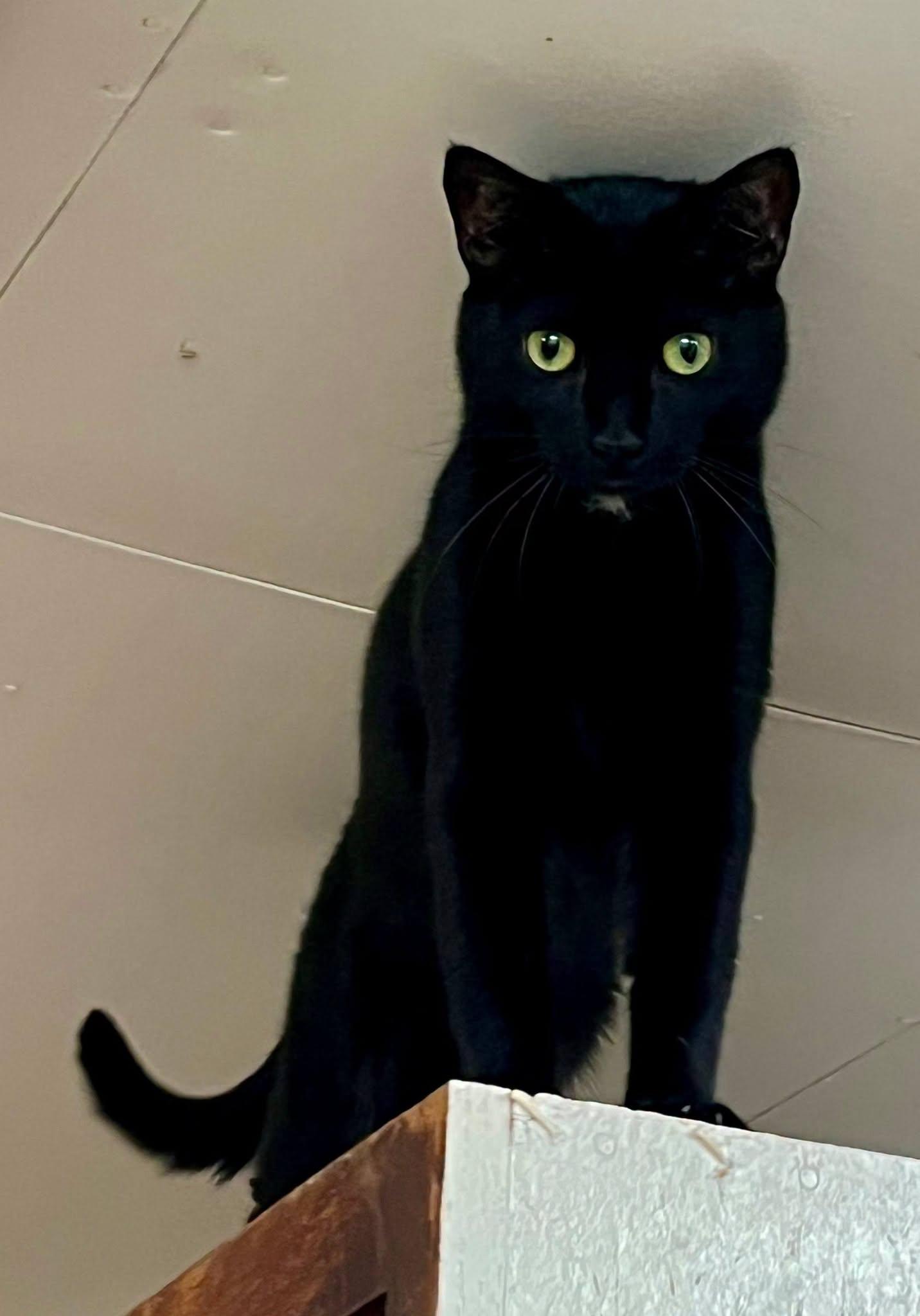 Enlarge kisses, a Adoptable Domestic Short Hair in Leavenworth, KS image 2/2