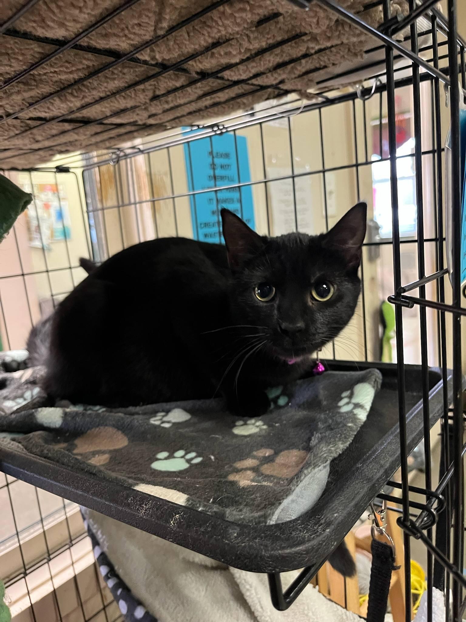 kisses, ADOPTABLE, Young Female Domestic Short Hair.