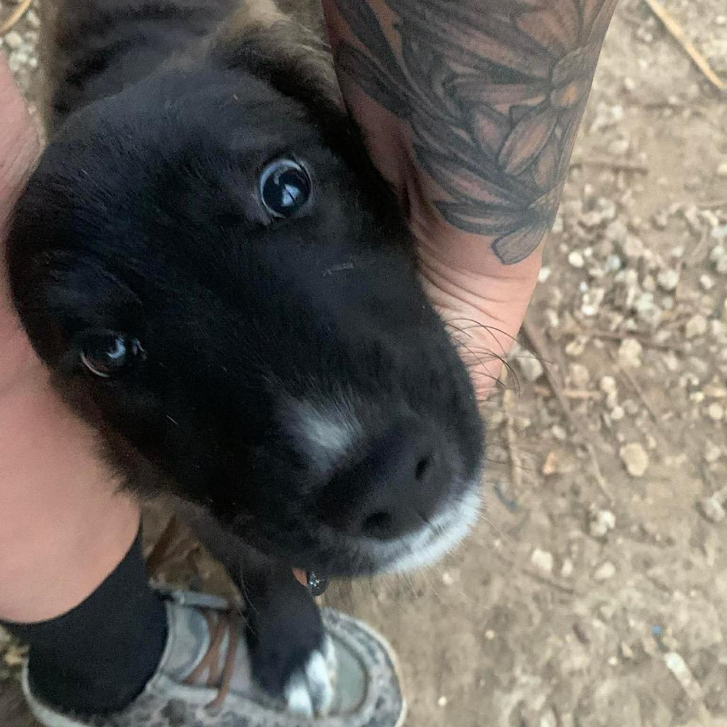 Millie, Adoptable, Puppy Female Newfoundland Dog & Mixed Breed.