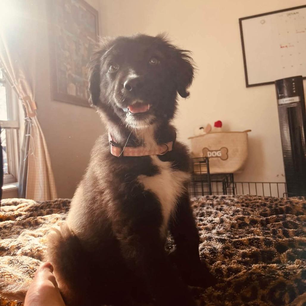 Enlarge Millie, a Adoptable mixed breed in Oxford, ME image 2/5