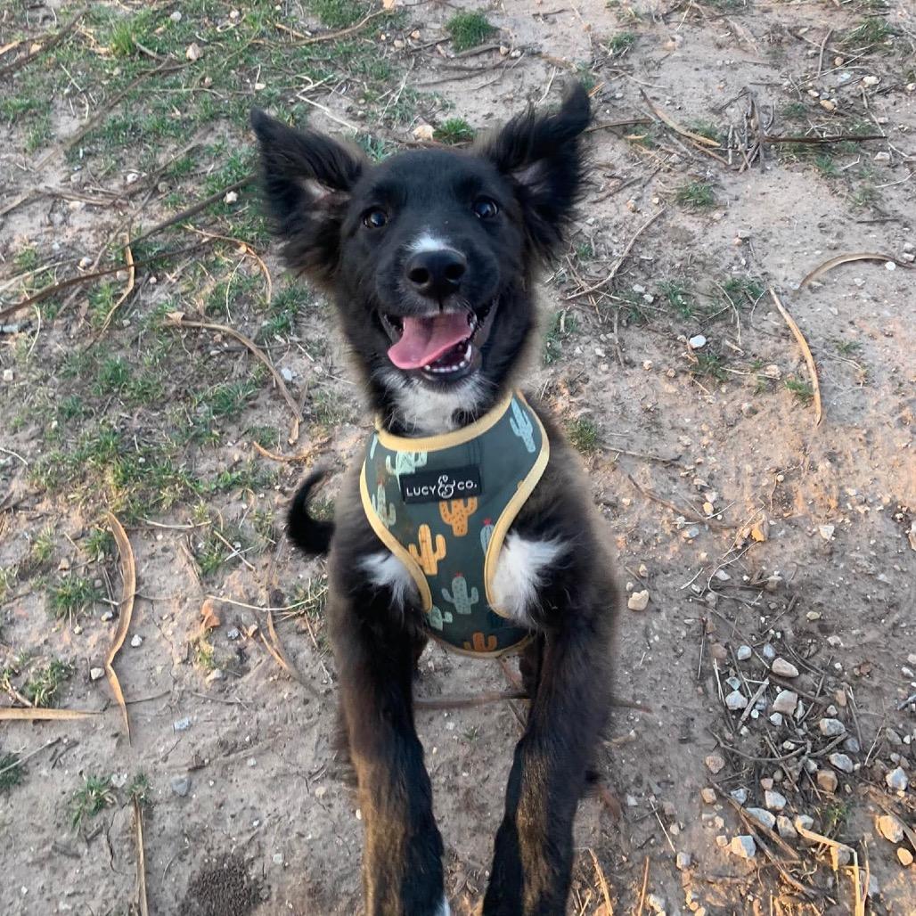 Enlarge Millie, a Adoptable mixed breed in Oxford, ME image 3/5