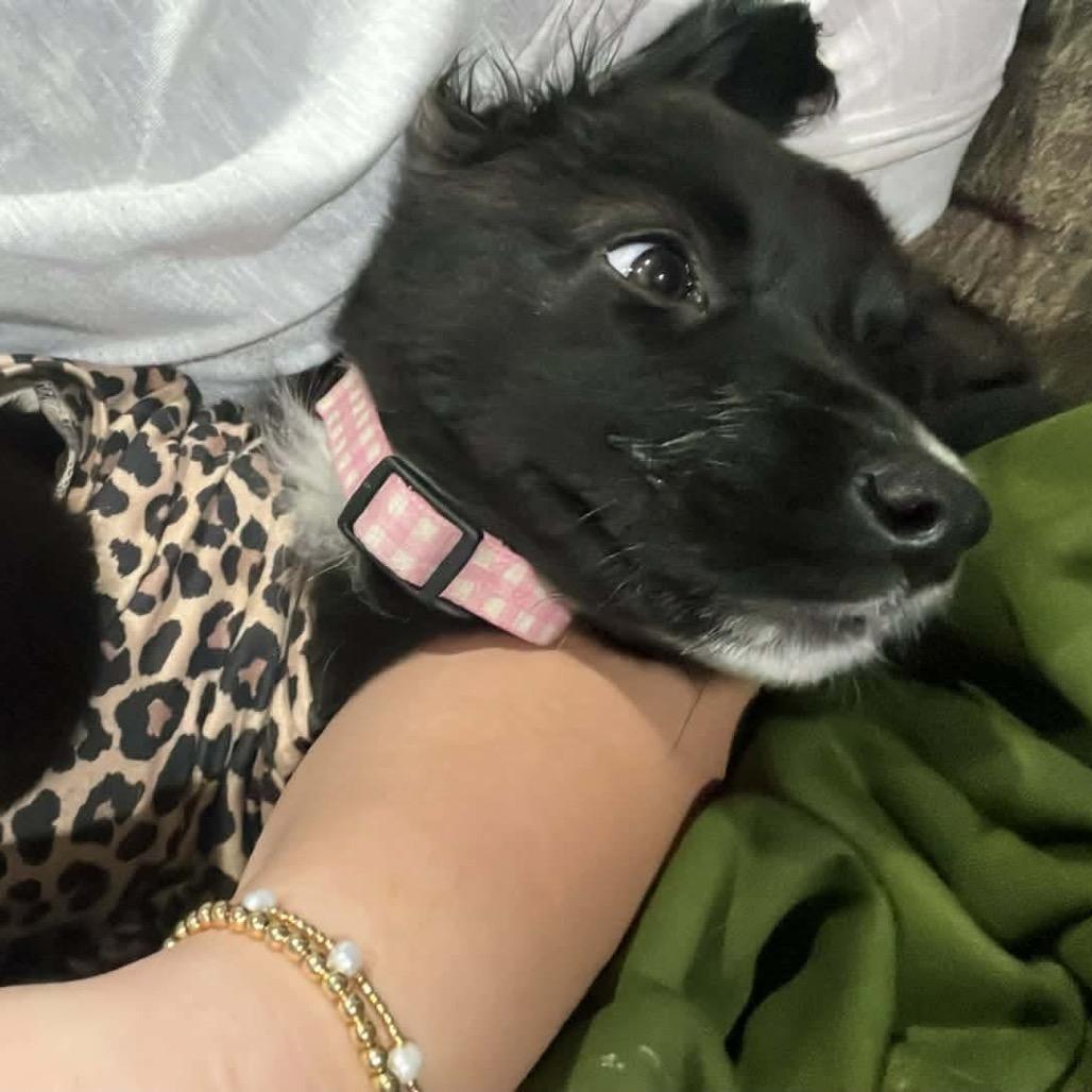 Enlarge Millie, a Adoptable mixed breed in Oxford, ME image 4/5