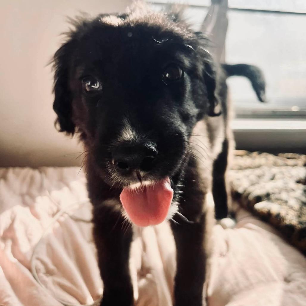 Enlarge Millie, a Adoptable mixed breed in Oxford, ME image 5/5