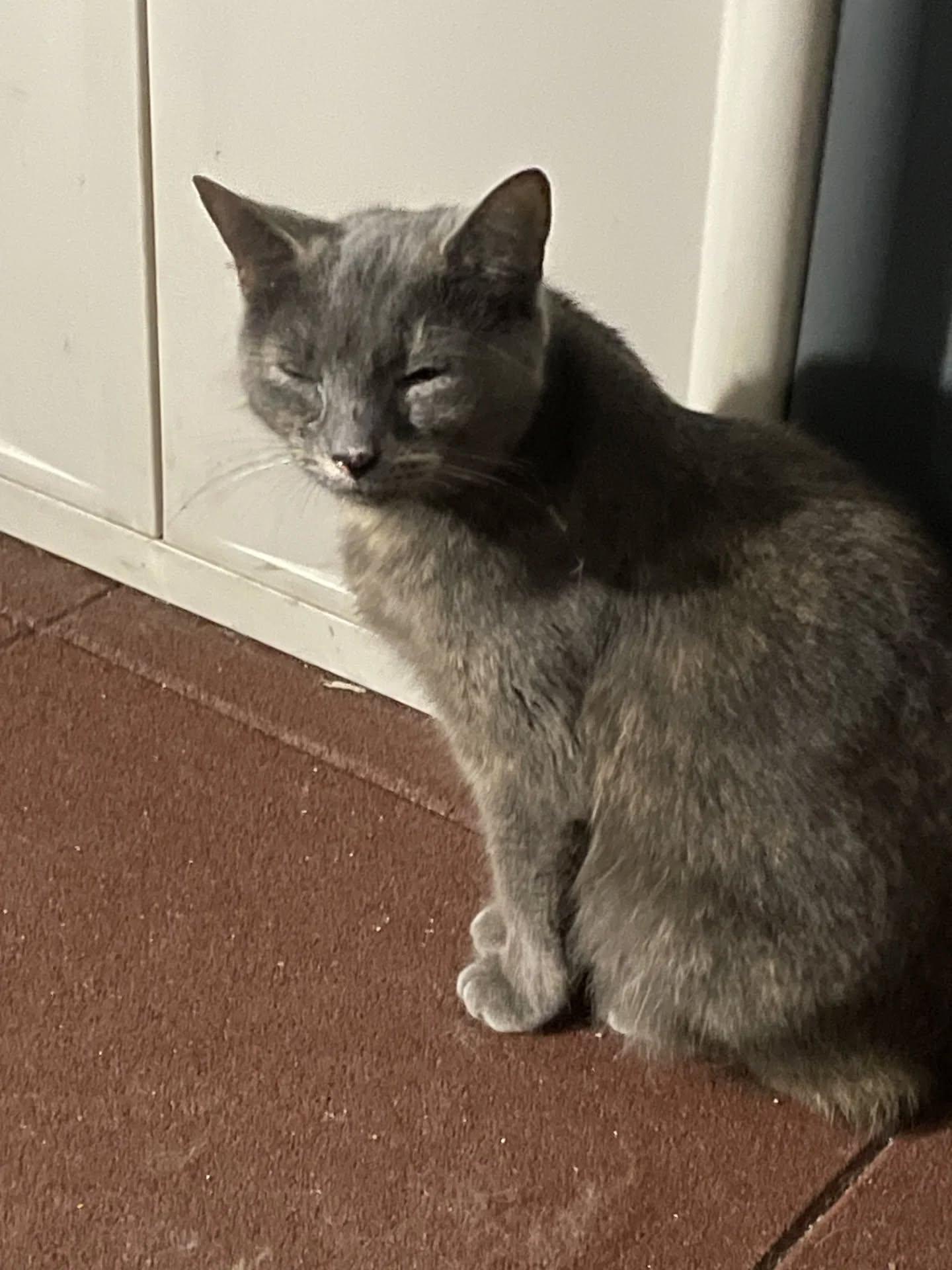 Enlarge Millie (shy but sweet. good with other cats :) ), a hold Dilute Tortoiseshell in HANSON, MA image 1/1
