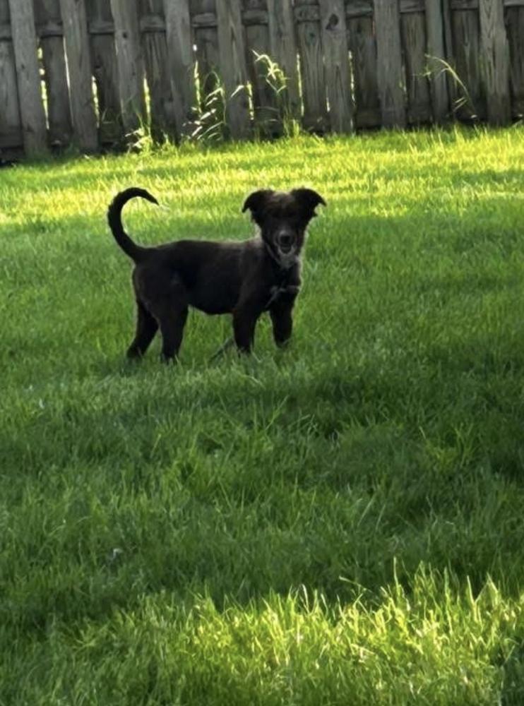 Calliope, a Adoptable mixed breed in Cheektowaga, NY image 3/5