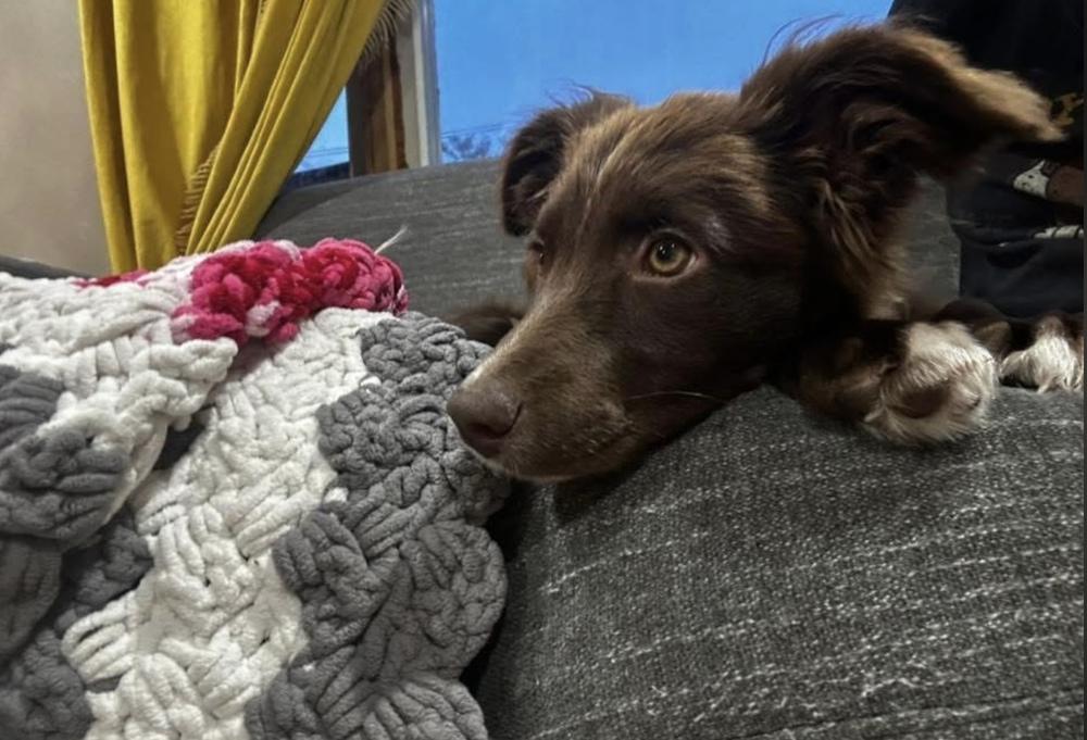 Calliope, a Adoptable mixed breed in Cheektowaga, NY image 5/5