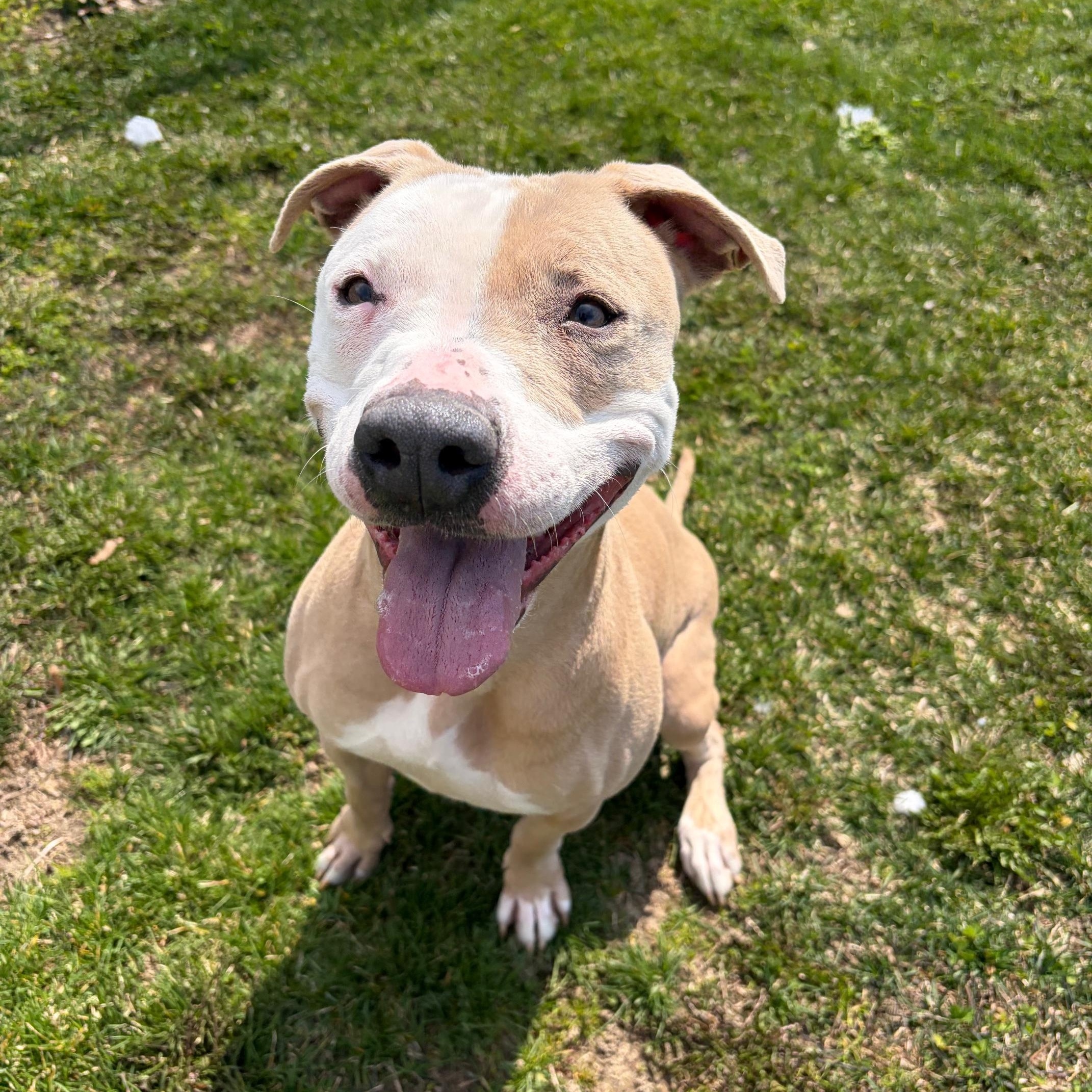 Enlarge Lyra, a Adoptable Pit Bull Terrier in Benton Harbor, MI image 3/3