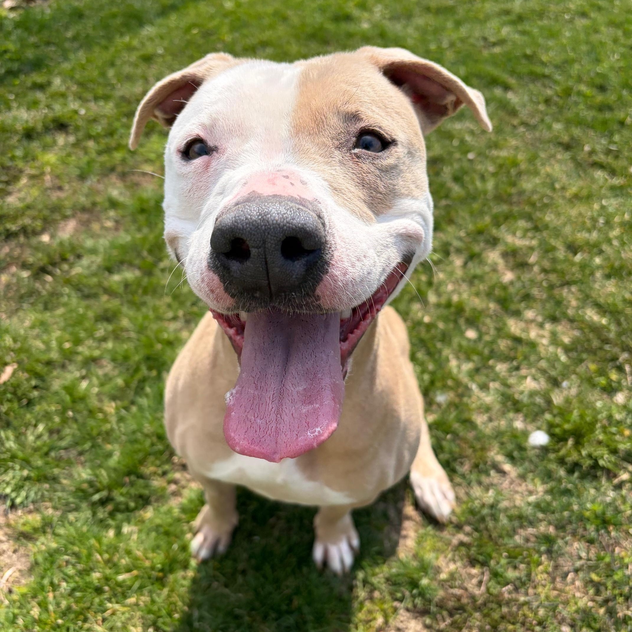 Enlarge Lyra, a Adoptable Pit Bull Terrier in Benton Harbor, MI image 2/3