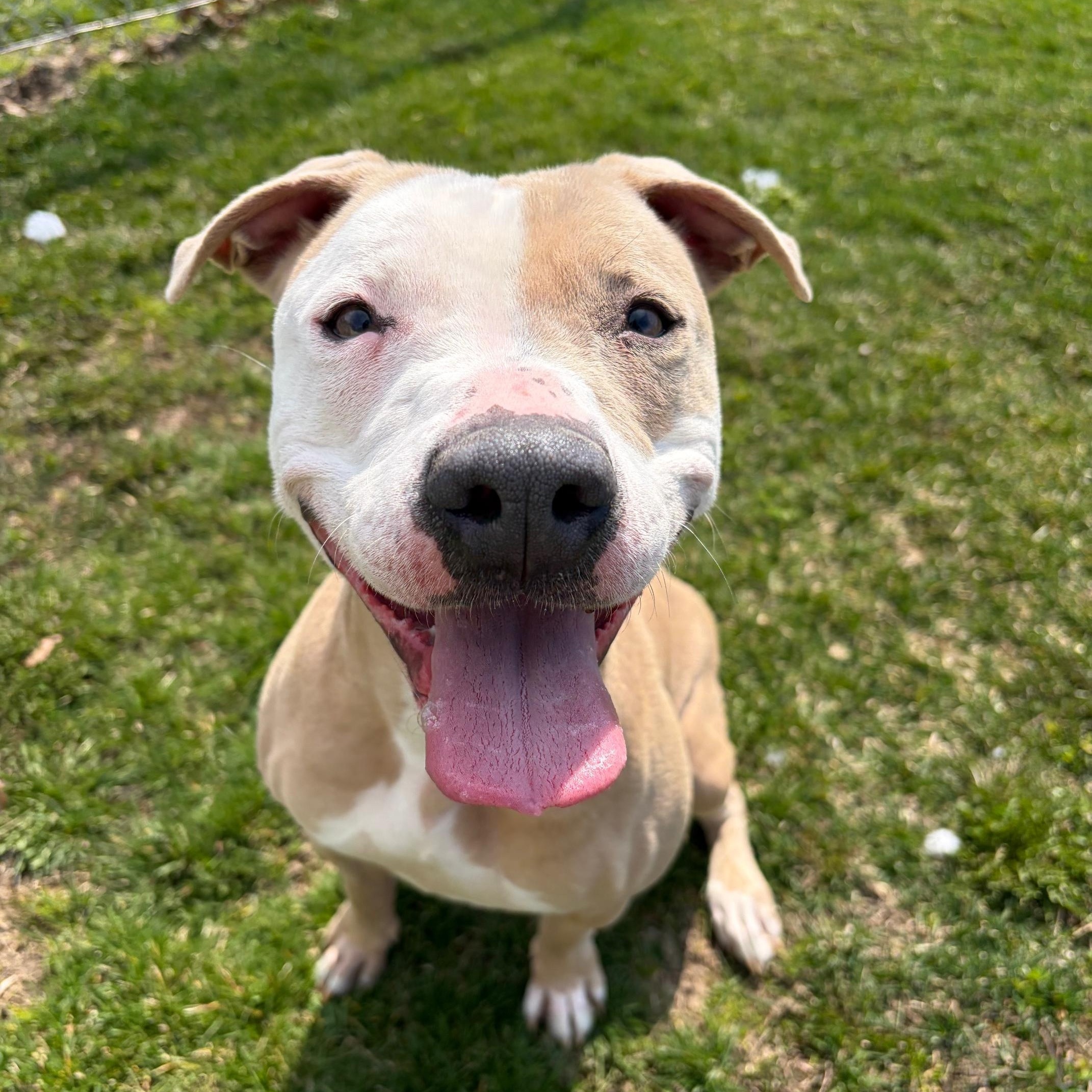 Enlarge Lyra, a Adoptable Pit Bull Terrier in Benton Harbor, MI image 1/3