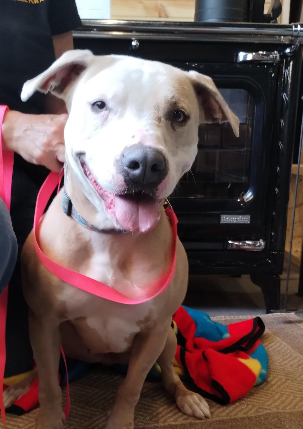 Lyra, Adoptable, Adult Female Pit Bull Terrier.