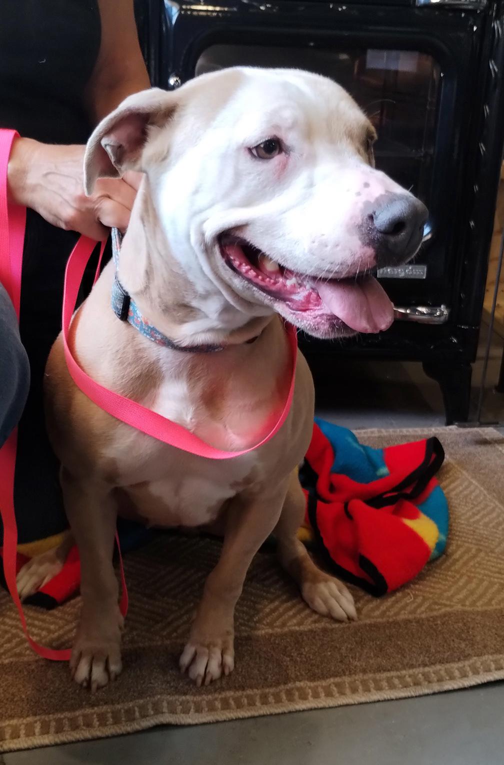 Enlarge Lyra, a Adoptable Pit Bull Terrier in Benton Harbor, MI image 2/5