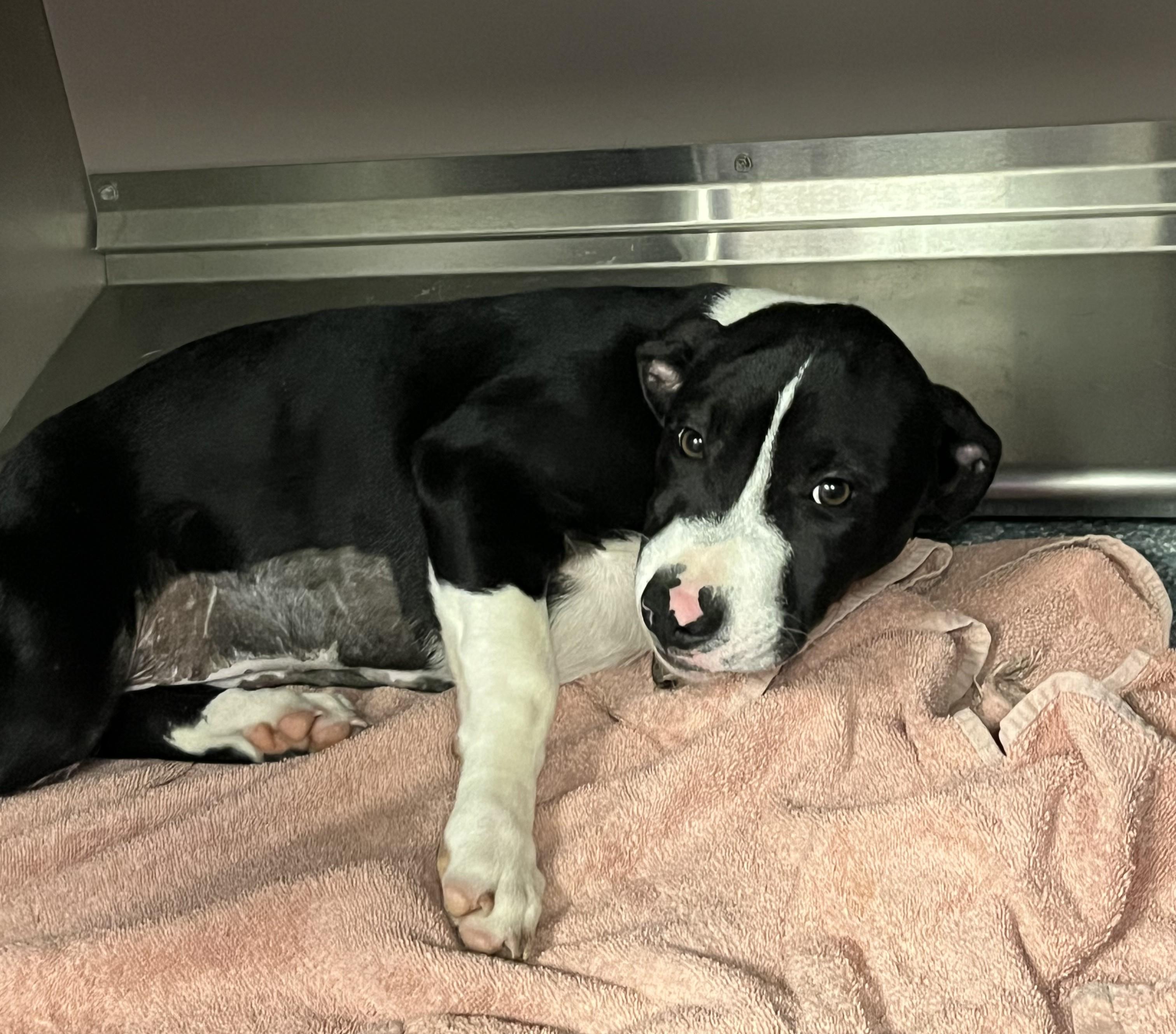 Checkers, Adoptable, Young Female Pit Bull Terrier.
