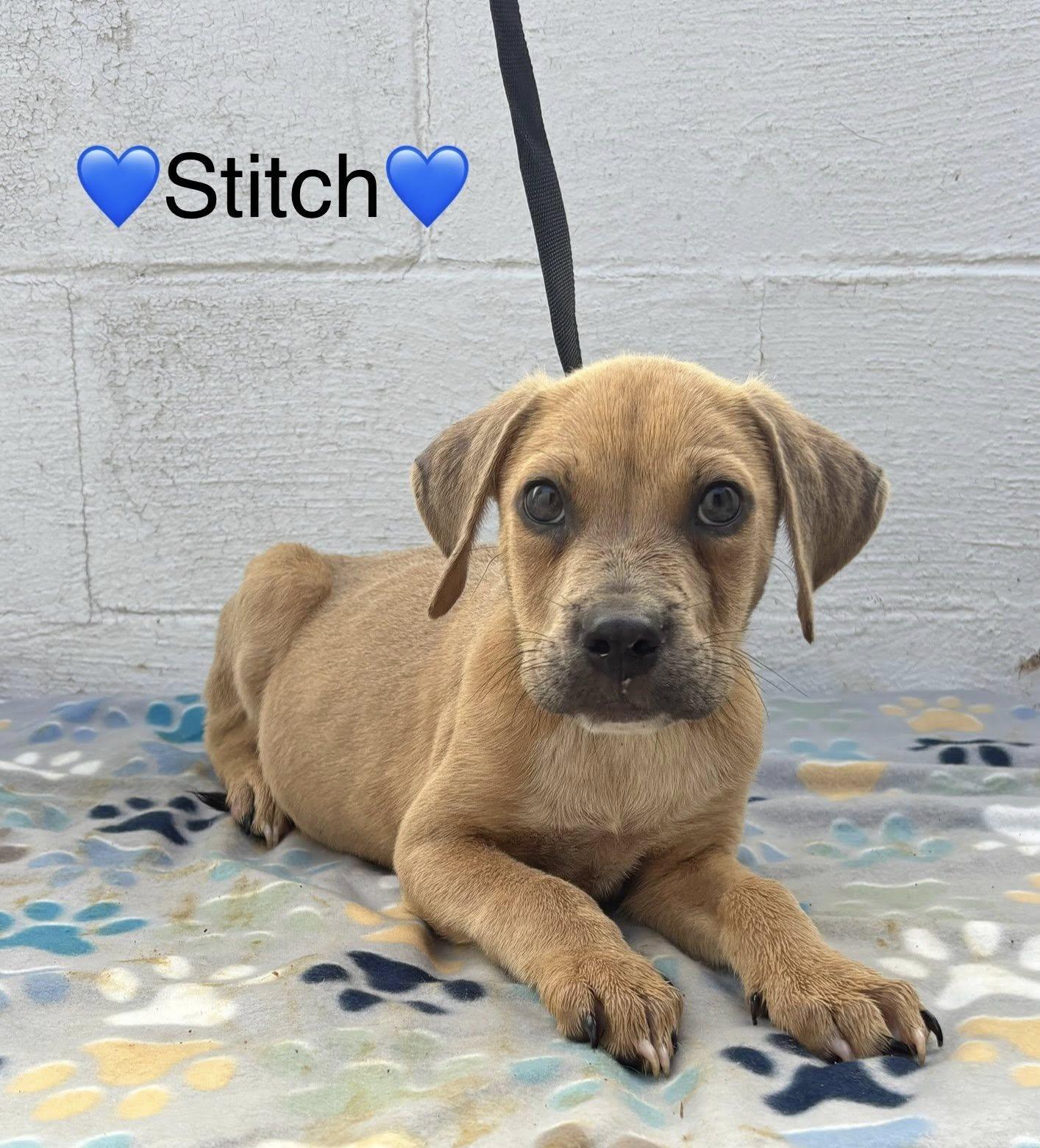 Stitch