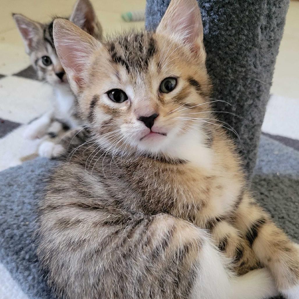 Romance, Adoptable, Kitten Male Domestic Short Hair.