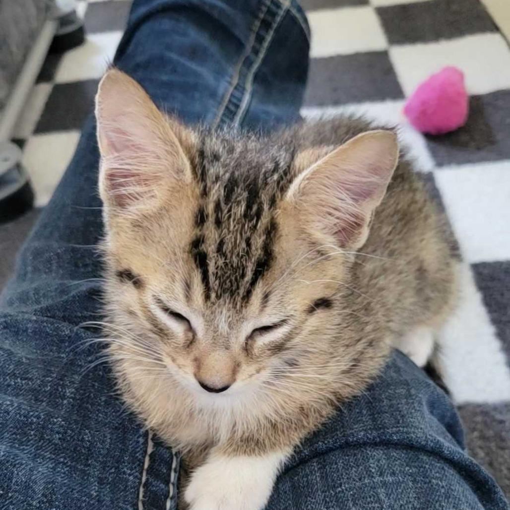 Enlarge Romance, a Adoptable Domestic Short Hair in Valdosta , GA image 2/3