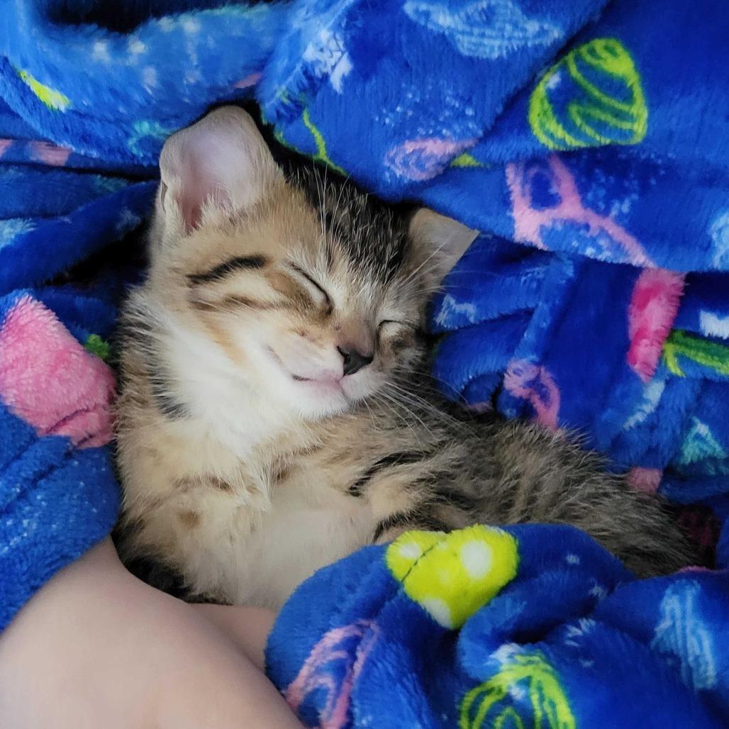 Enlarge Romance, a Adoptable Domestic Short Hair in Valdosta , GA image 3/3