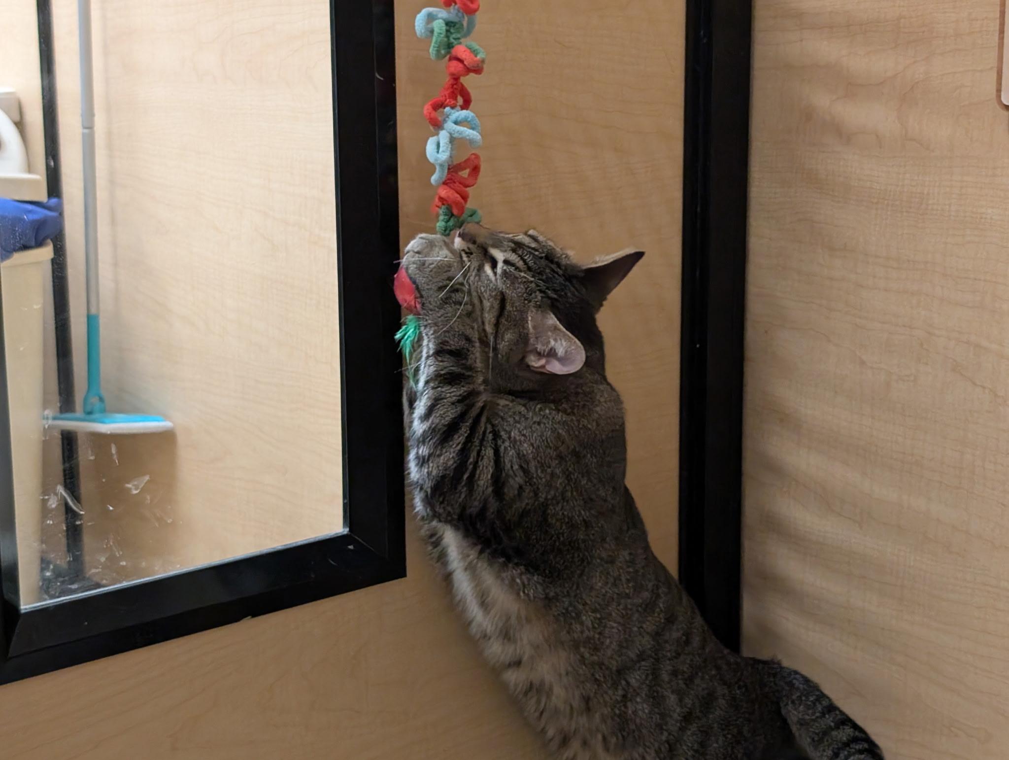 Enlarge Sugar, an adopted Domestic Short Hair in Barrington Hills, IL image 3/3