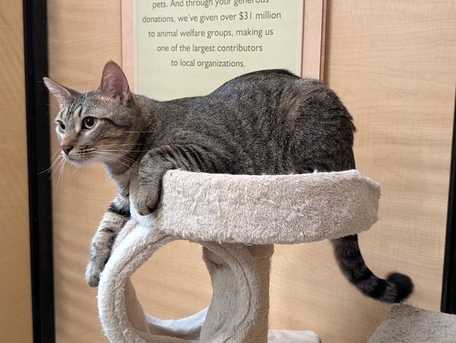 Enlarge Sugar, an adopted Domestic Short Hair in Barrington Hills, IL image 2/3