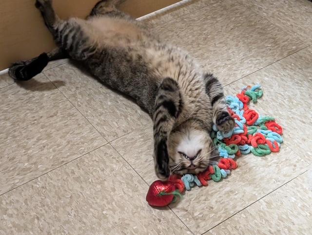 Enlarge Sugar, an adopted Domestic Short Hair in Barrington Hills, IL image 1/3