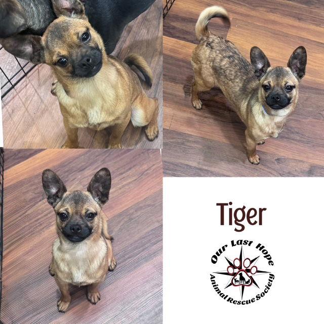 Tiger, Adoptable, Young Male Chihuahua & Pug.