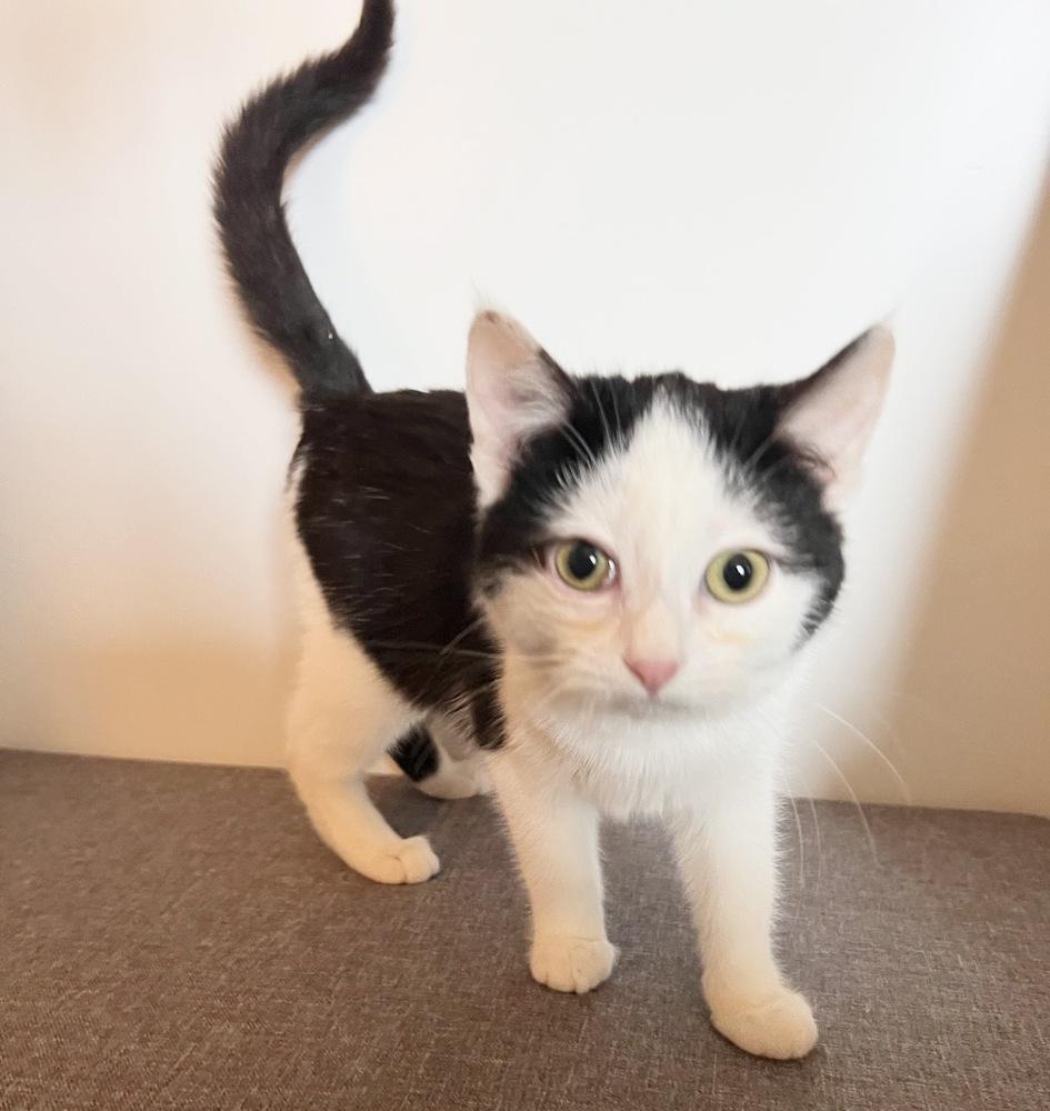 Minnie, Adoptable, Kitten Female Domestic Short Hair.