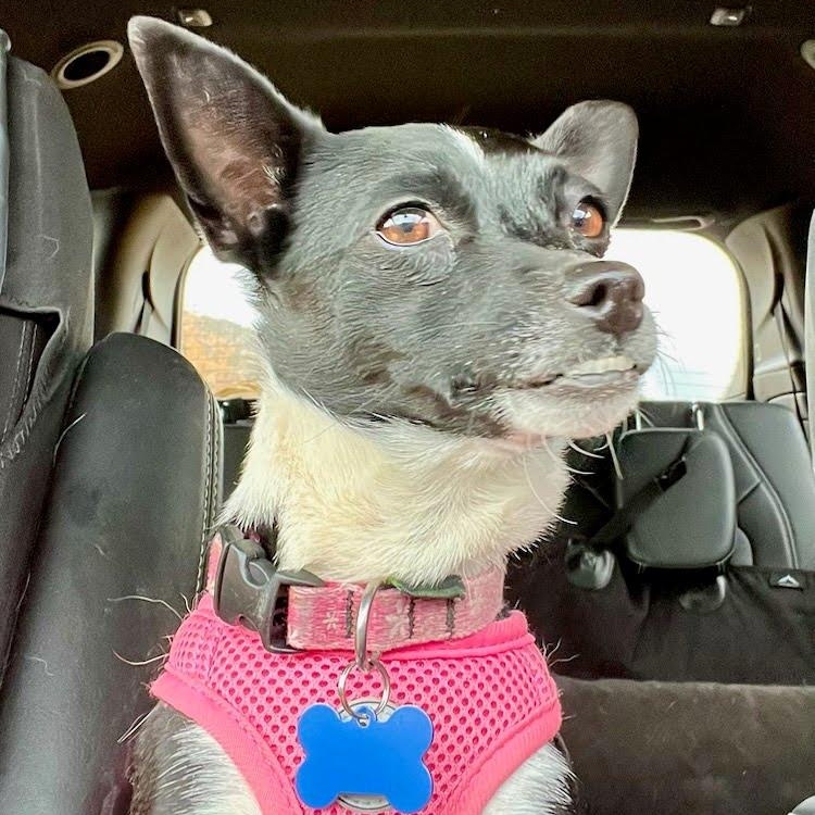 Sachi, adopted, Adult Female Chihuahua & Terrier.
