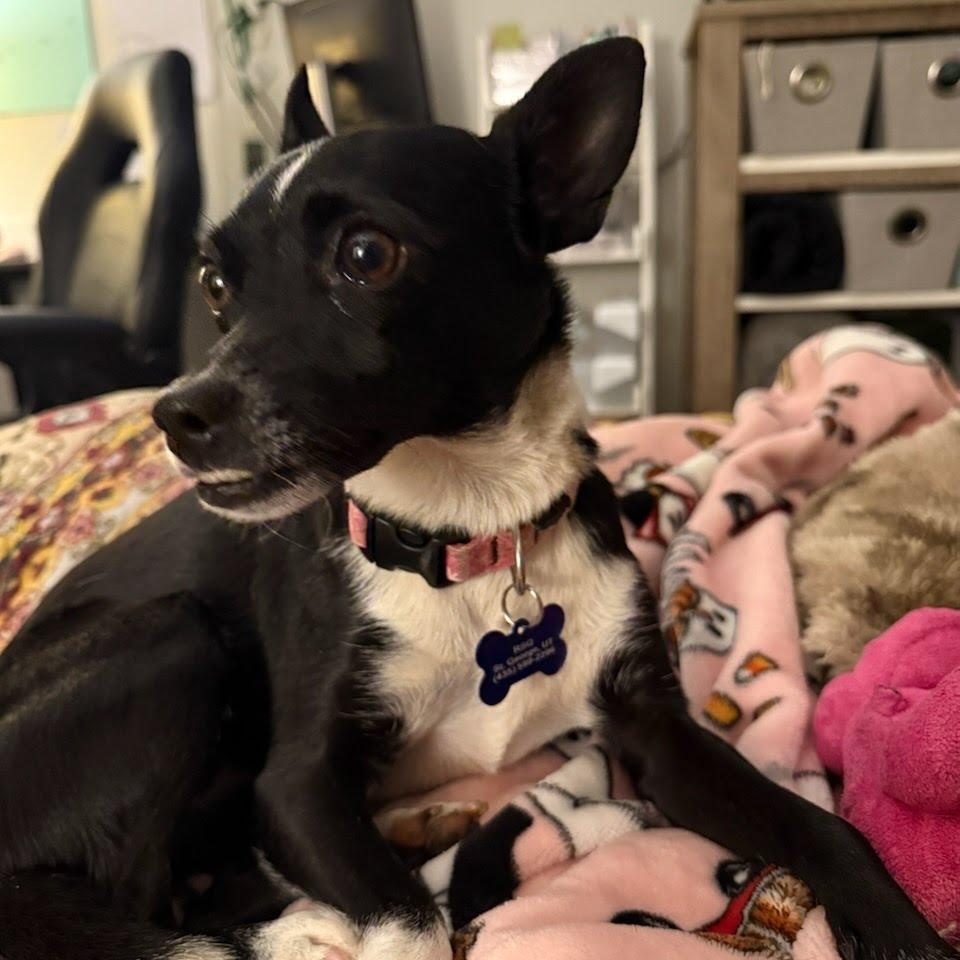 Enlarge Sachi, an adopted mixed breed in St. George, UT image 5/6