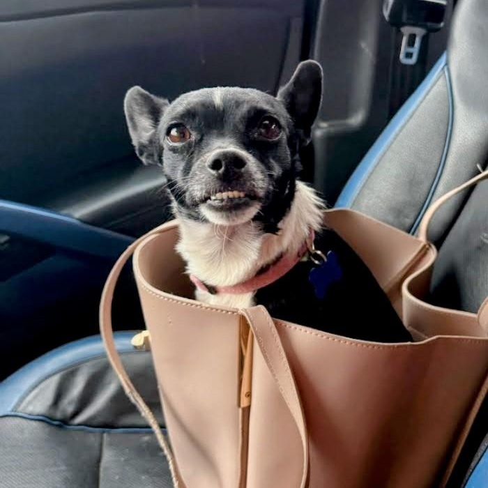 Enlarge Sachi, an adopted mixed breed in St. George, UT image 2/6