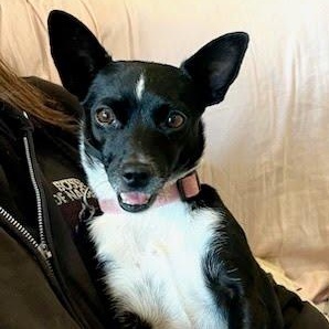 Enlarge Sachi, an adopted mixed breed in St. George, UT image 3/6