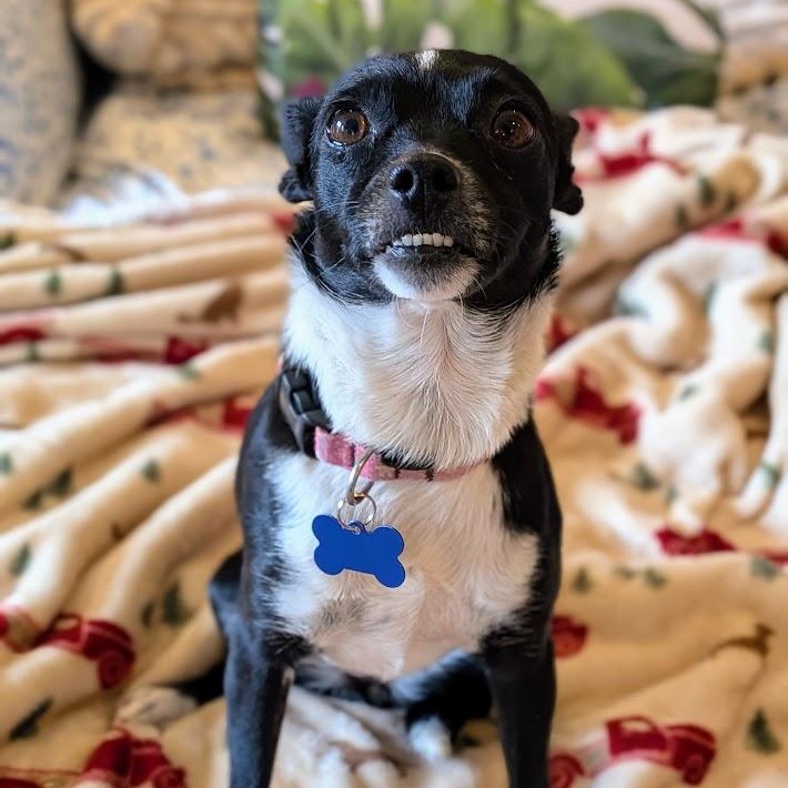 Enlarge Sachi, an adopted mixed breed in St. George, UT image 4/6